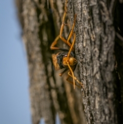 Cryptocheilus sp. (genus) at Tennent, ACT - 5 Mar 2023