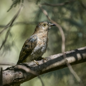 Cacomantis flabelliformis at Tennent, ACT - 5 Mar 2023