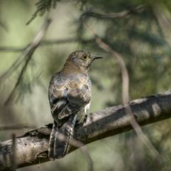 Cacomantis flabelliformis at Tennent, ACT - 5 Mar 2023