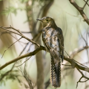 Cacomantis flabelliformis at Tennent, ACT - 5 Mar 2023