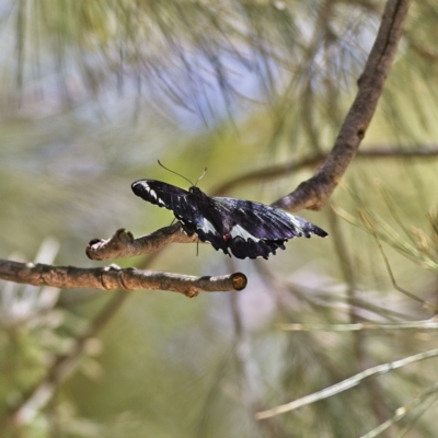 Papilio aegeus (Orchard Swallowtail, Large Citrus Butterfly) at Higgins Woodland - 6 Mar 2023 by Trevor