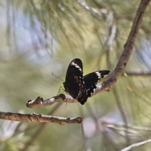 Papilio aegeus at Higgins, ACT - 6 Mar 2023
