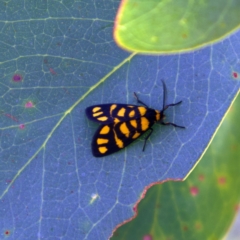 Asura lydia (Lydia Lichen Moth) at Higgins Woodland - 6 Mar 2023 by Trevor