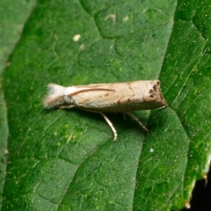 Culladia cuneiferellus at Downer, ACT - 6 Mar 2023