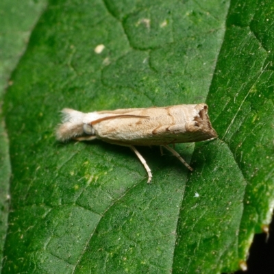 Culladia cuneiferellus (Crambinae moth) at Downer, ACT - 6 Mar 2023 by RobertD