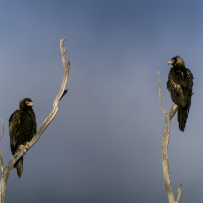 Aquila audax (Wedge-tailed Eagle) at Tennent, ACT - 4 Mar 2023 by trevsci