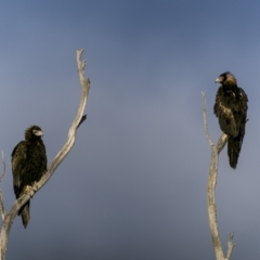 Aquila audax (Wedge-tailed Eagle) at Namadgi National Park - 4 Mar 2023 by trevsci