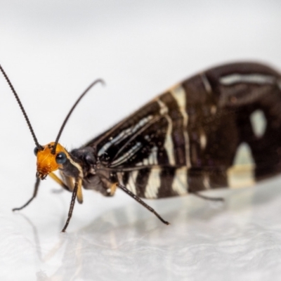 Porismus strigatus (Pied Lacewing) at QPRC LGA - 6 Mar 2023 by MarkT