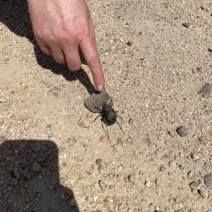 Acripeza reticulata at Cotter River, ACT - 5 Mar 2023