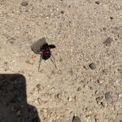 Acripeza reticulata at Cotter River, ACT - 5 Mar 2023