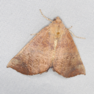 Mnesampela privata (Autumn Gum Moth) at O'Connor, ACT - 28 Feb 2023 by ibaird