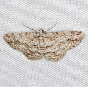 Didymoctenia exsuperata at O'Connor, ACT - 28 Feb 2023 10:38 PM