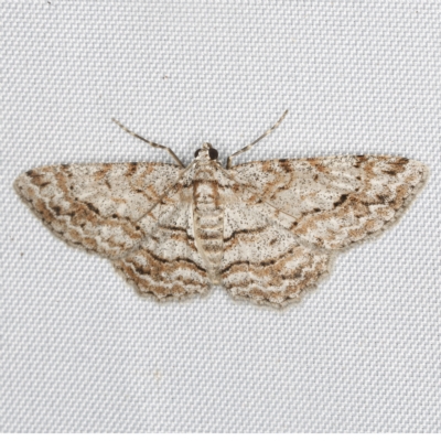 Didymoctenia exsuperata (Thick-lined Bark Moth) at O'Connor, ACT - 28 Feb 2023 by ibaird