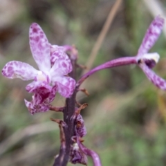 Dipodium punctatum (Blotched Hyacinth Orchid) at Paddys River, ACT - 2 Mar 2023 by SWishart