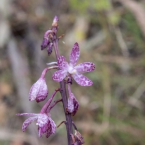 Dipodium punctatum at Paddys River, ACT - 3 Mar 2023