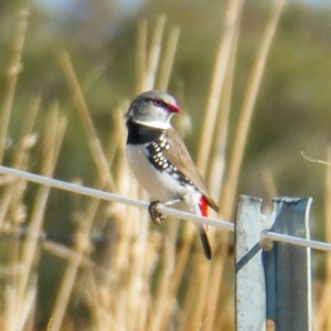 Stagonopleura guttata at Stromlo, ACT - suppressed