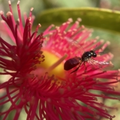 Exoneura sp. (genus) (A reed bee) at Broulee, NSW - 5 Mar 2023 by PeterA