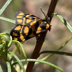Asura lydia (Lydia Lichen Moth) at Black Mountain - 6 Mar 2023 by SteveBorkowskis