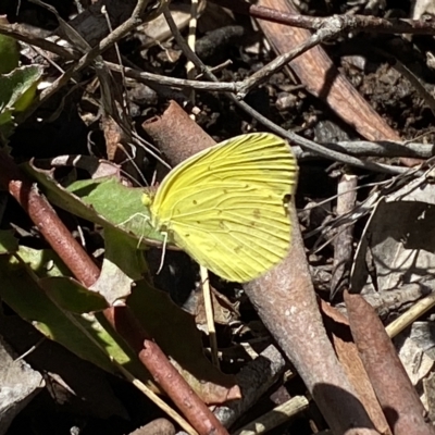 Eurema smilax (Small Grass-yellow) at Bruce, ACT - 6 Mar 2023 by SteveBorkowskis