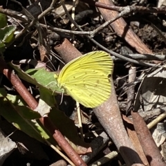 Eurema smilax (Small Grass-yellow) at Bruce, ACT - 6 Mar 2023 by Steve_Bok