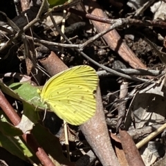 Eurema smilax at Bruce, ACT - 6 Mar 2023 11:39 AM