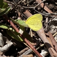 Eurema smilax at Bruce, ACT - 6 Mar 2023