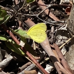 Eurema smilax at Bruce, ACT - 6 Mar 2023