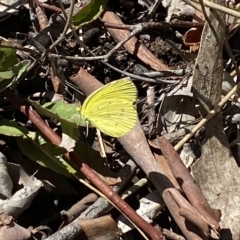 Eurema smilax at Bruce, ACT - 6 Mar 2023