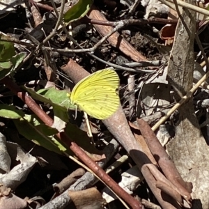 Eurema smilax at Bruce, ACT - 6 Mar 2023 11:39 AM