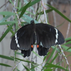Papilio aegeus (Orchard Swallowtail, Large Citrus Butterfly) at Kambah, ACT - 6 Mar 2023 by MatthewFrawley
