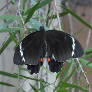 Papilio aegeus at Kambah, ACT - 6 Mar 2023