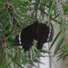 Papilio aegeus at Kambah, ACT - 6 Mar 2023