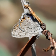 Acrodipsas myrmecophila (Small Ant-blue Butterfly) by DPRees125