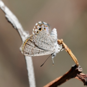 Acrodipsas myrmecophila at suppressed - 6 Mar 2023