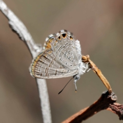 Acrodipsas myrmecophila at suppressed - 6 Mar 2023