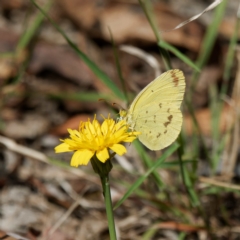 Eurema smilax (Small Grass-yellow) at Tidbinbilla Nature Reserve - 2 Mar 2023 by DPRees125