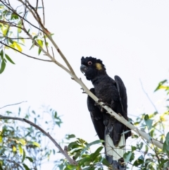 Zanda funerea (Yellow-tailed Black-Cockatoo) at Wingecarribee Local Government Area - 6 Mar 2023 by Aussiegall