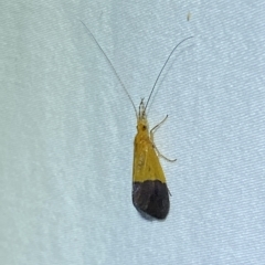 Anisocentropus bicoloratus (A caddis fly) by SteveBorkowskis