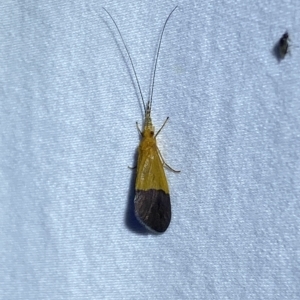 Anisocentropus sp. (genus) at Jerrabomberra, NSW - suppressed