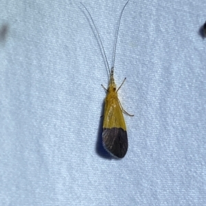 Anisocentropus sp. (genus) at Jerrabomberra, NSW - 6 Mar 2023