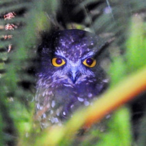 Ninox leucopsis at Tullah, TAS - 6 Mar 2023