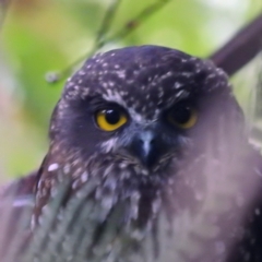 Ninox leucopsis at Tullah, TAS - 6 Mar 2023