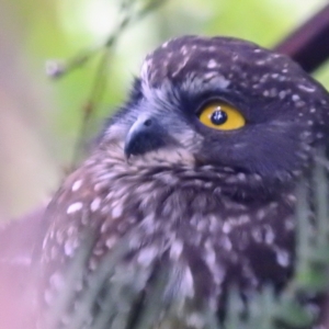 Ninox leucopsis at Tullah, TAS - 6 Mar 2023 06:47 PM