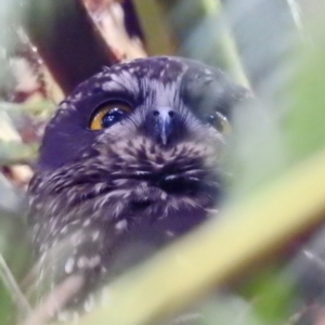 Ninox leucopsis at Tullah, TAS - 6 Mar 2023 06:47 PM