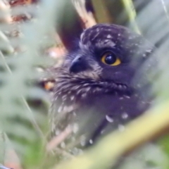 Ninox leucopsis at Tullah, TAS - 6 Mar 2023