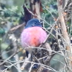 Petroica rodinogaster (Pink Robin) at Tullah, TAS - 6 Mar 2023 by HelenCross