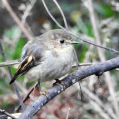 Petroica rodinogaster at Tullah, TAS - 6 Mar 2023