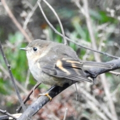 Petroica rodinogaster at Tullah, TAS - 6 Mar 2023