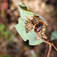 Oechalia schellenbergii (Spined Predatory Shield Bug) at Mount Mugga Mugga - 6 Mar 2023 by Mike