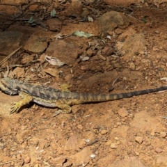 Pogona barbata (Eastern Bearded Dragon) at Ainslie, ACT - 19 Feb 2023 by GeoffR54